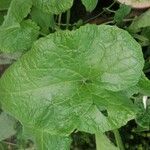 Lunaria rediviva पत्ता