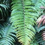 Blechnum cordatum Altres