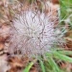 Pulsatilla montana Vrucht