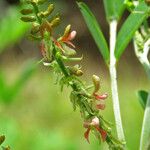 Indigofera suffruticosa പുഷ്പം