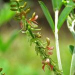 Indigofera suffruticosa Цвят