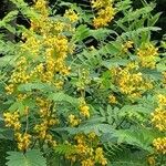 Senna marilandica Blomst