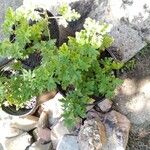 Pelargonium graveolens Лист