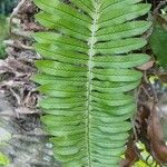 Polypodium virginianumBlad