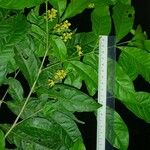 Bunchosia polystachia その他の提案