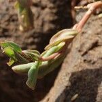 Talinum portulacifolium Лист