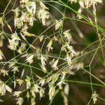 Deschampsia flexuosa Blüte