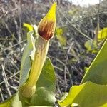 Aristolochia paucinervis 花