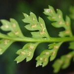 Asplenium fontanum Plod