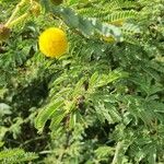 Acacia nilotica Blatt