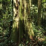Gilletiodendron kisantuense Bark