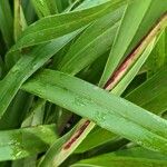 Dianella ensifolia Leaf