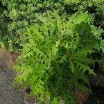 Sonchus pinnatifidus Folio