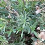 Senecio madagascariensis Leaf