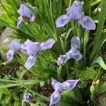 Iris pumila Kukka