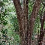 Syzygium oleosum Bark