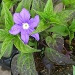 Browallia speciosa Floare