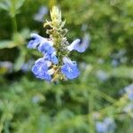 Salvia uliginosaCvet