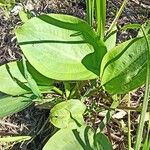 Alisma plantago-aquatica Leaf