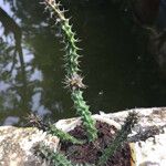 Edithcolea grandisBark