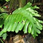Selaginella bombycina Leaf