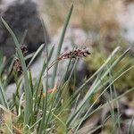 Luzula spicata Habitat