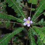 Biophytum talbotii Flower