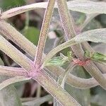 Monarda punctata Bark