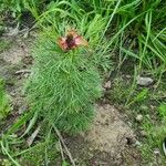 Paeonia tenuifolia Blatt