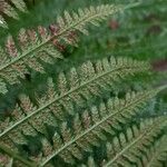 Athyrium filix-femina 葉