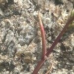 Catapodium marinum ഇല