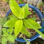 Gynura procumbens 葉