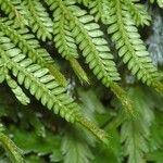 Selaginella hordeiformis List