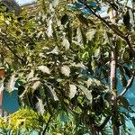 Tabebuia rosea Leaf