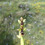 Ophrys insectifera Λουλούδι