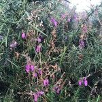 Agalinis purpurea Floro