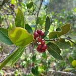 Rhamnus alaternus Frucht