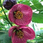 Abutilon spp. Natur