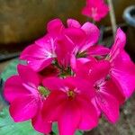 Pelargonium zonaleЦветок