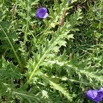 Cirsium spinosissimum Лист