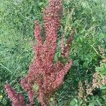 Rumex aquaticus অভ্যাস