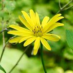 Silphium integrifolium ফুল