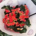 Kalanchoe blossfeldianaFlower