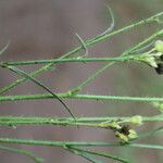 Sida linifolia Rinde
