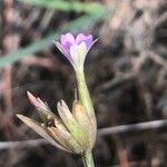 Petrorhagia prolifera Flor