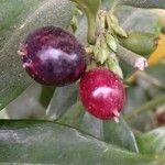 Sarcococca ruscifolia Frutto