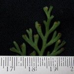 Asplenium theciferum Otro