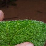 Begonia lacunosa Leaf