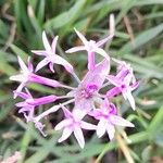 Tulbaghia violacea फूल