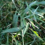 Centaurea decipiens Leaf